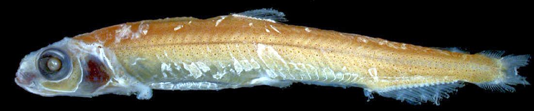 Dolicholagus longirostris_03.jpg